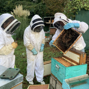 Inspection de ruche © Jardinot