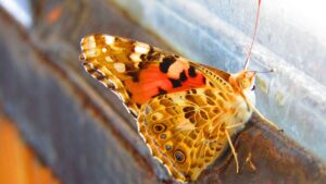 Papillon au balcon