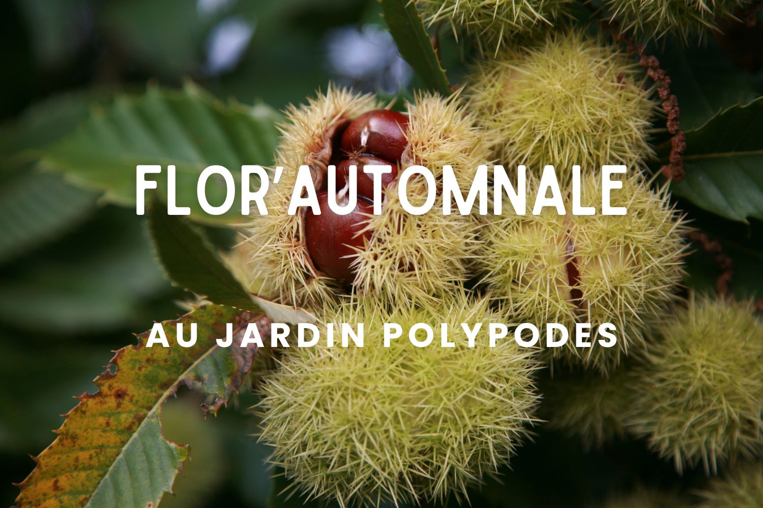 Flor'Automnale