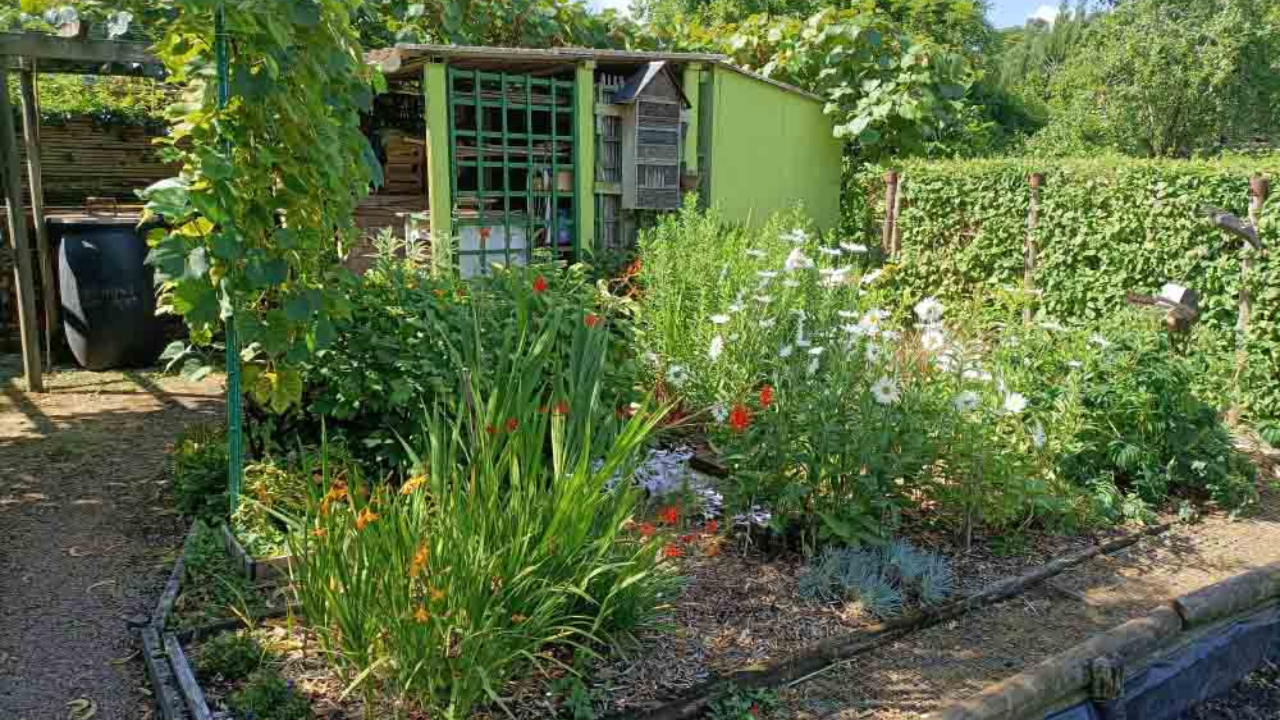 CATÉGORIE 2 _ 1ᵉ Prix _ Georges SABATIER – Jardins familiaux de Tours (Indre-et-Loire) CATÉGORIE 2 _ 1ᵉ Prix _ Georges SABATIER – Jardins familiaux de Tours (Indre-et-Loire)