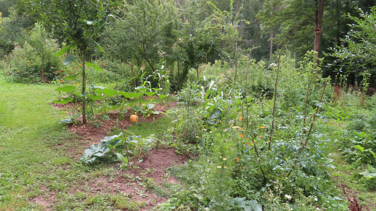 CATÉGORIE 4 _ JARDIN POTAGER À VOCATION PÉDAGOGIQUE Prix spécial forêt nourricière _ Alexis de COURSON – Association Noisette à Chars (Val d’Oise) CATÉGORIE 4 _ JARDIN POTAGER À VOCATION PÉDAGOGIQUE Prix spécial forêt nourricière _ Alexis de COURSON – Association Noisette à Chars (Val d’Oise)