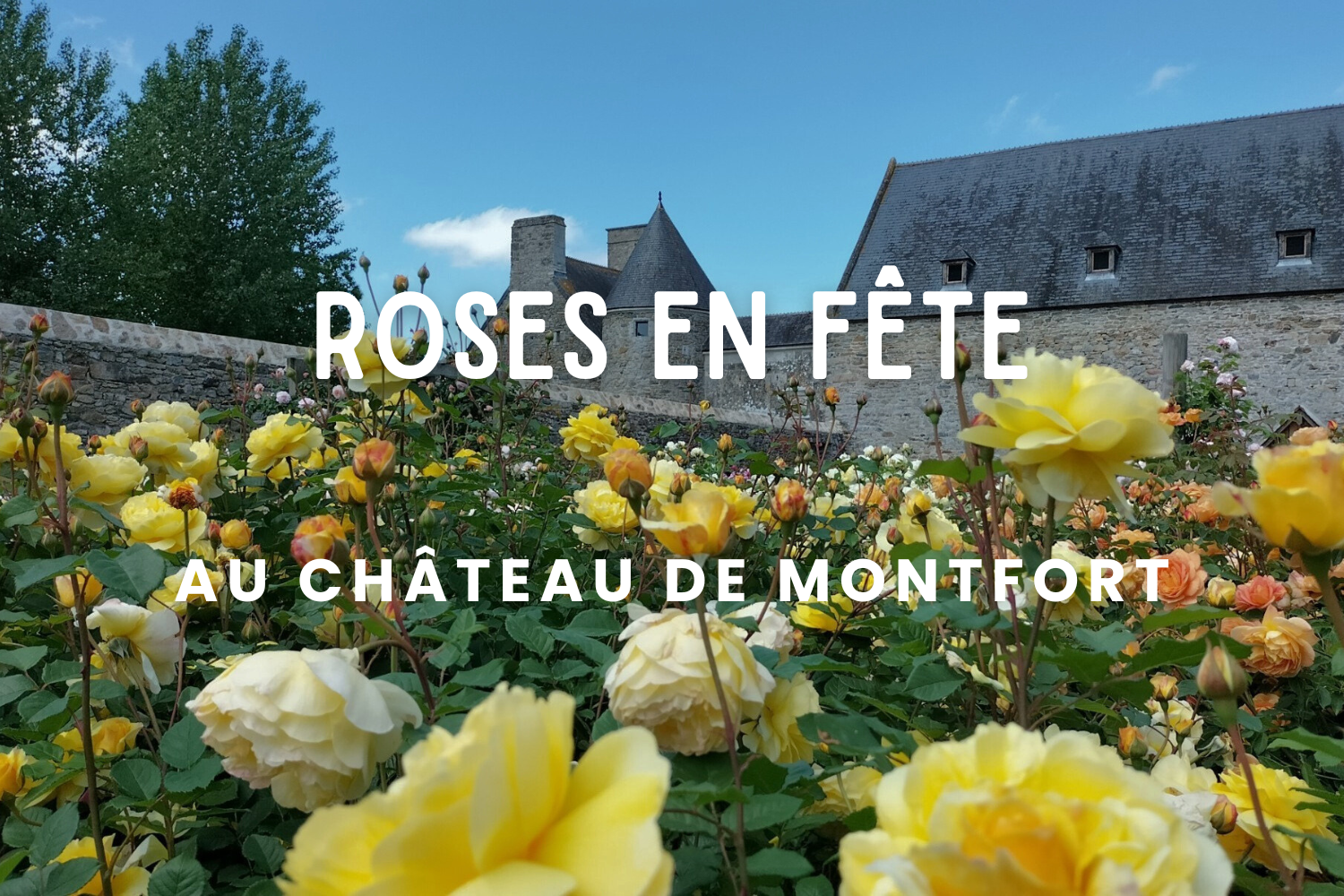 Roses en Fête