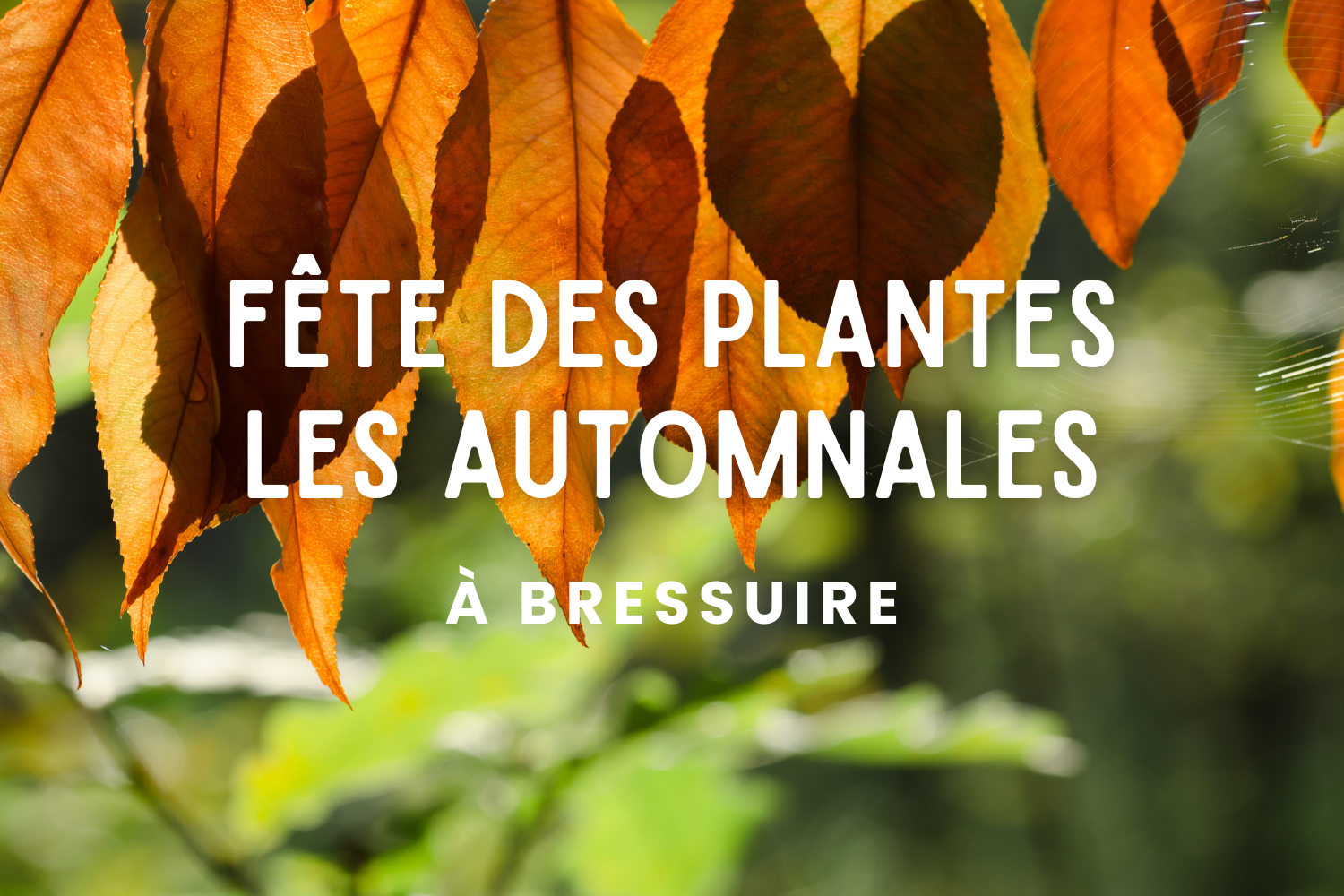 Les automnales
