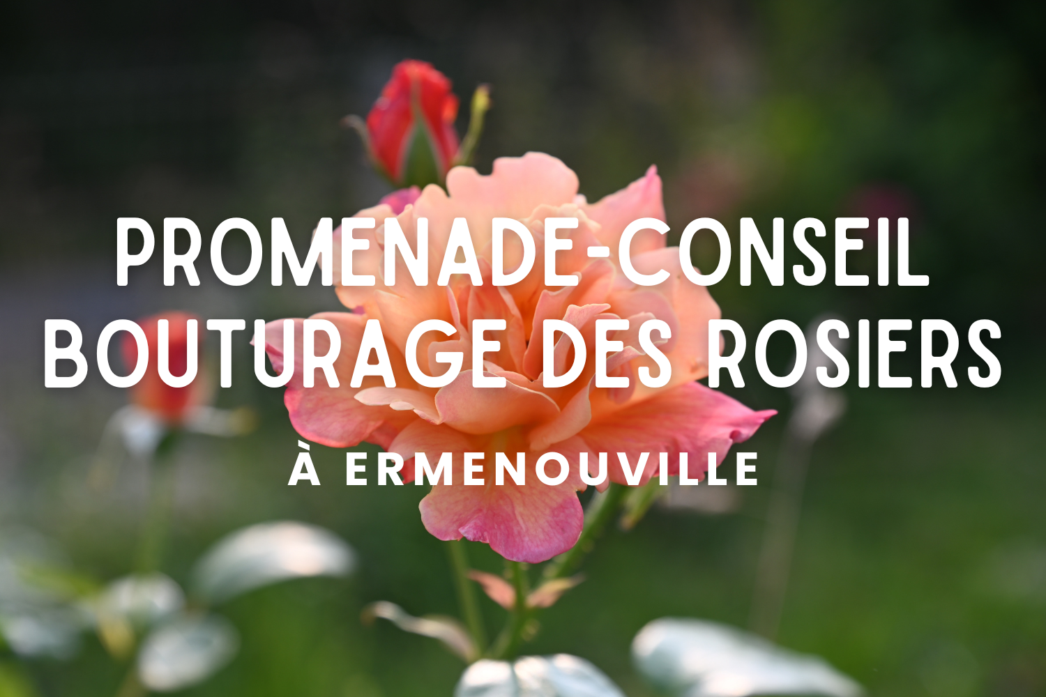 Bouturage des rosiers