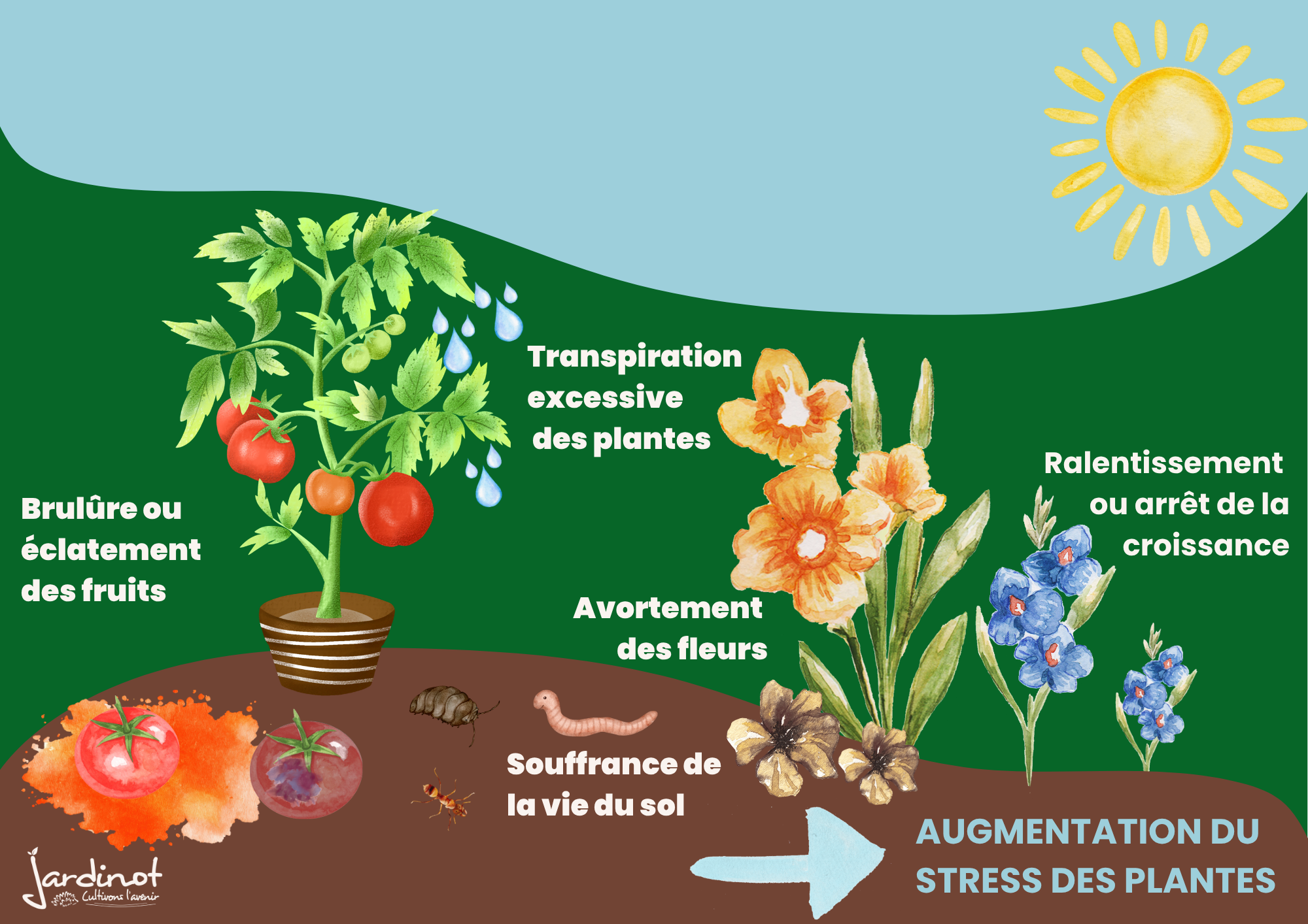 Les effets de la canicule sur les plantes