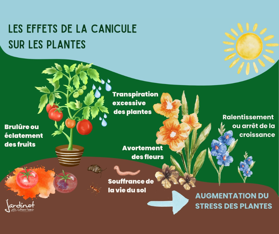 Fiches canicule Fiches canicule