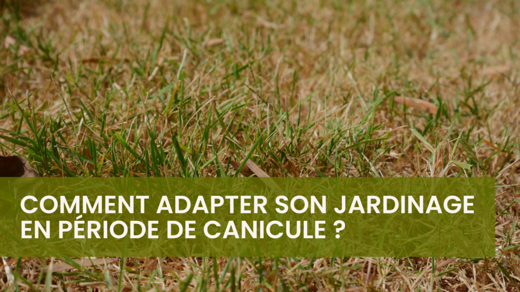 Comment adapter son jardinage en période de canicule ?