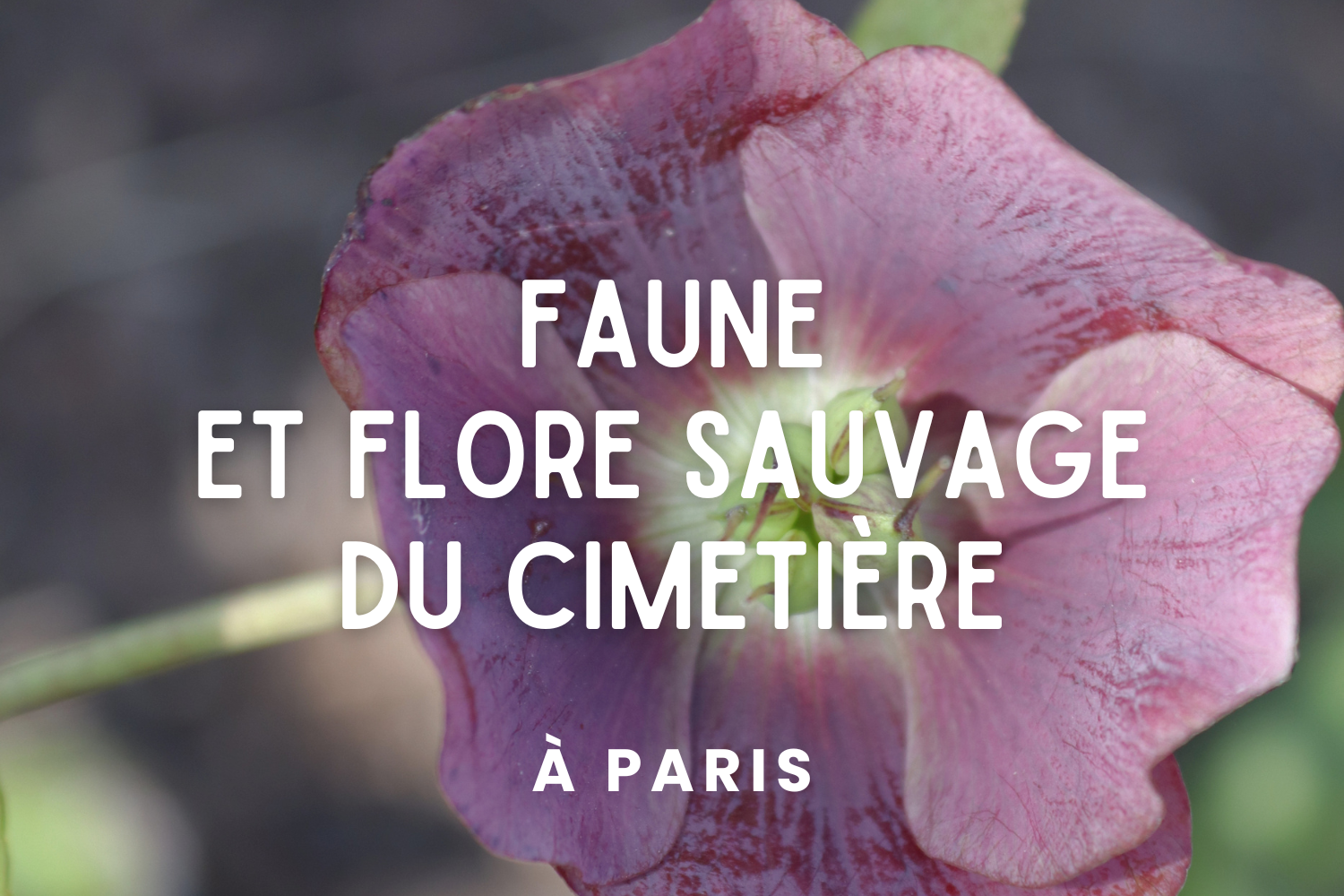 Faune et flore sauvage à Paris