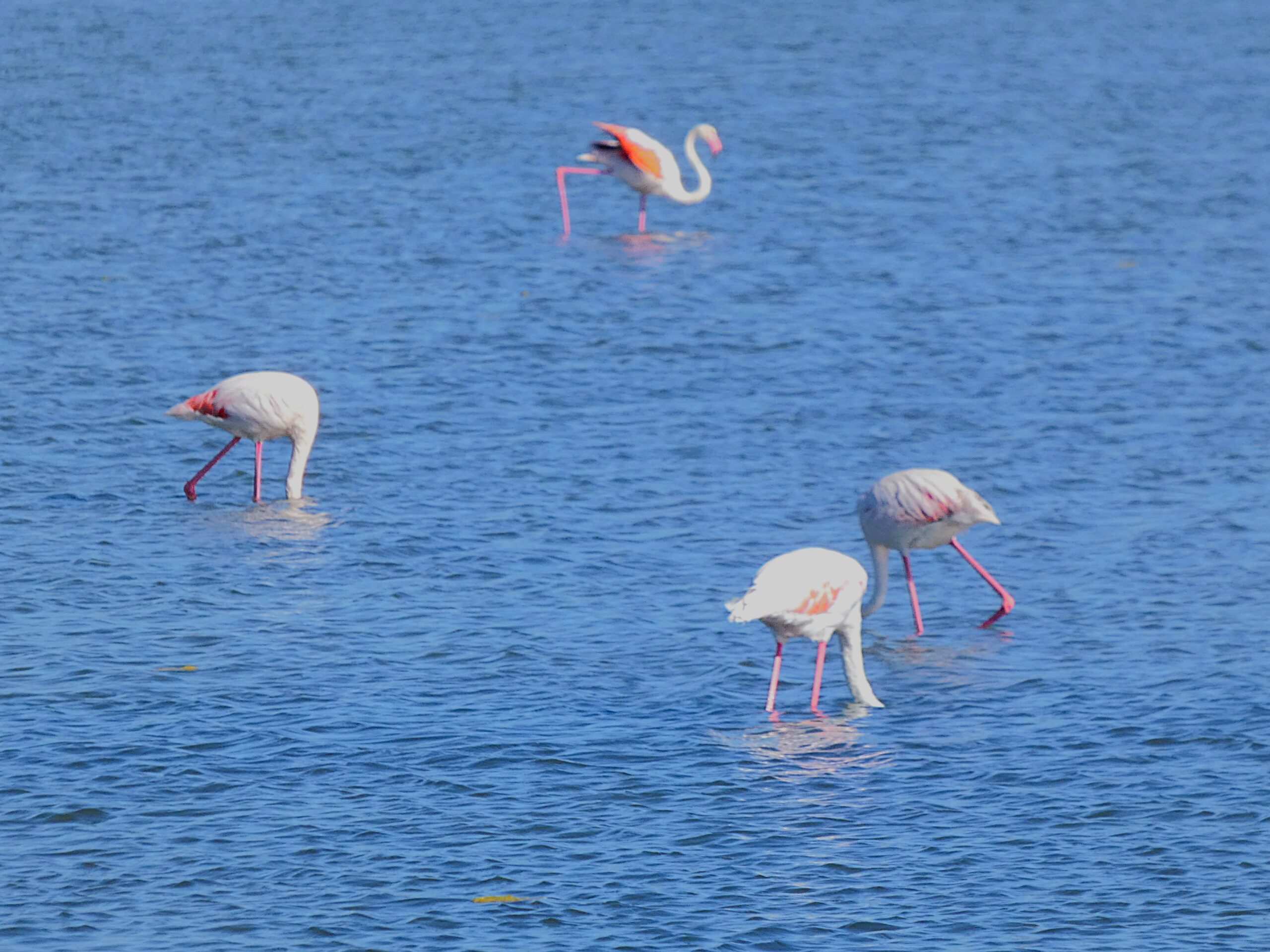 flamants roses